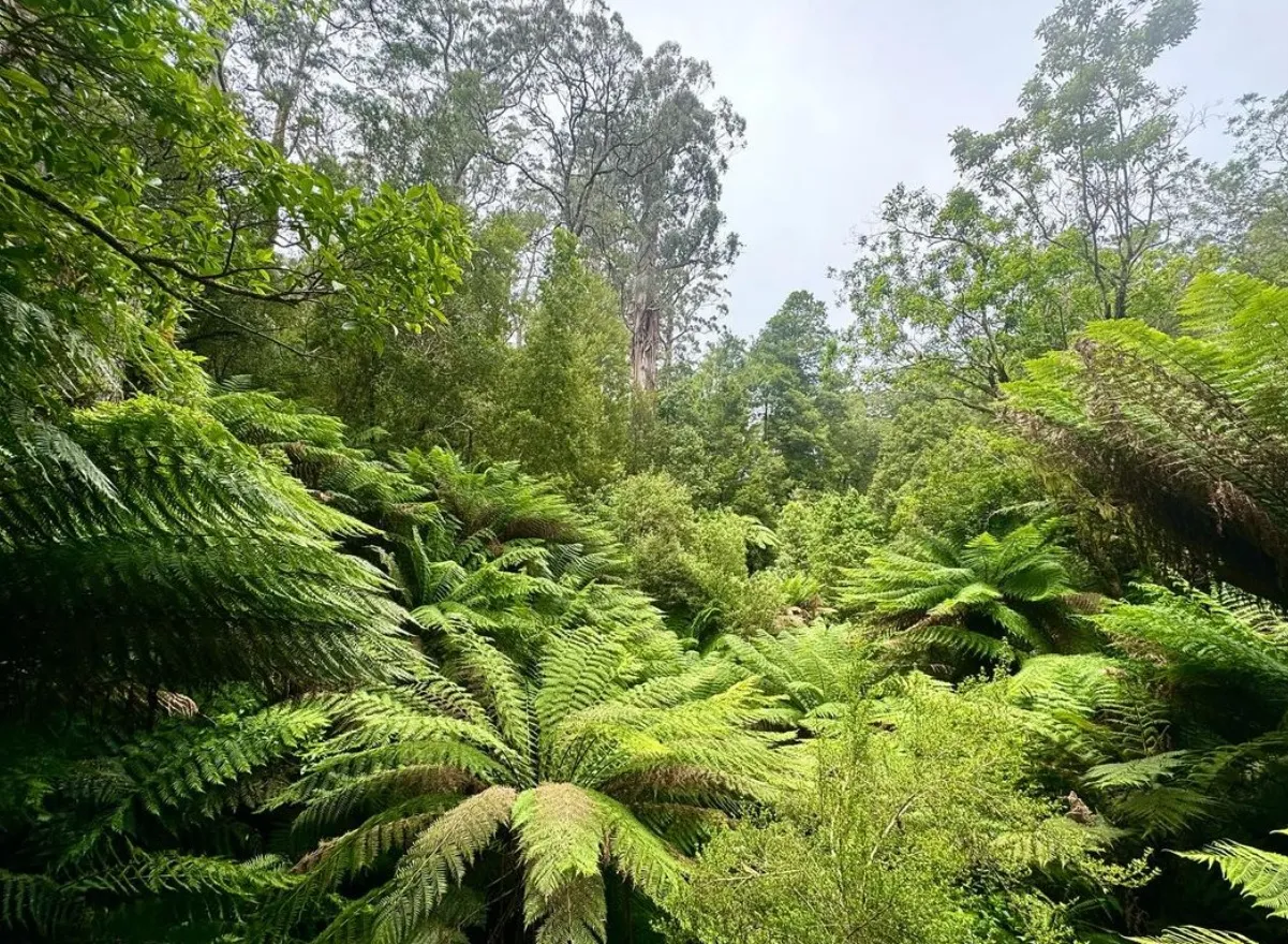 Cape Otway