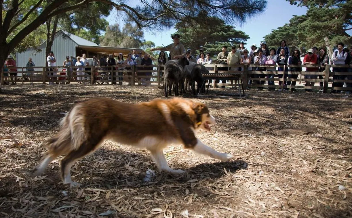 Churchill Island Heritage Farm