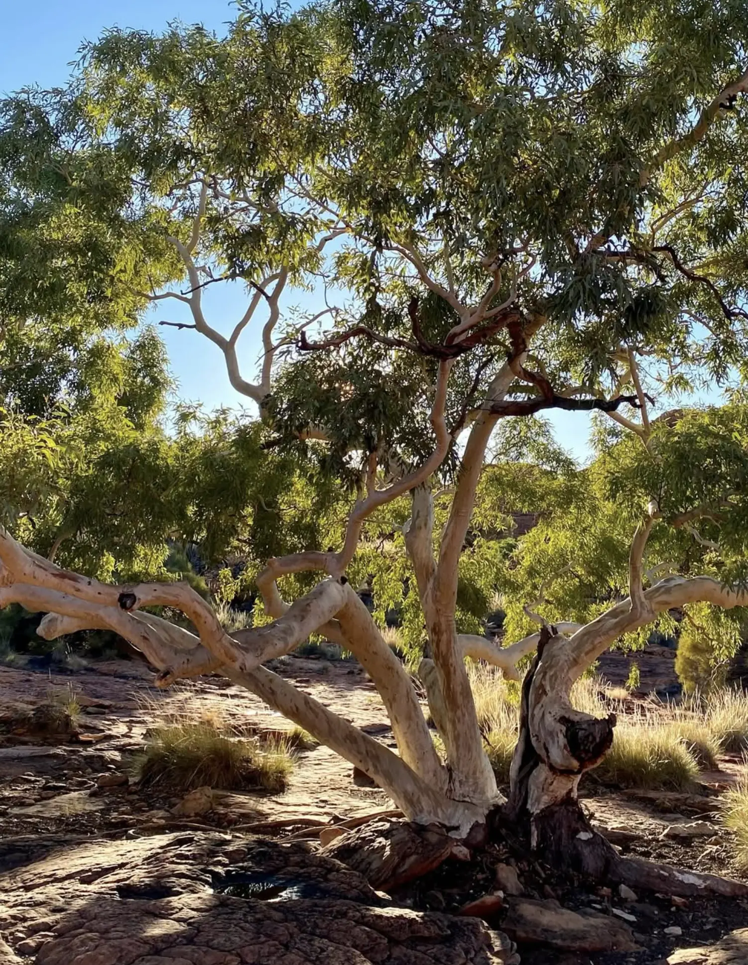 Uluru desert wildlife