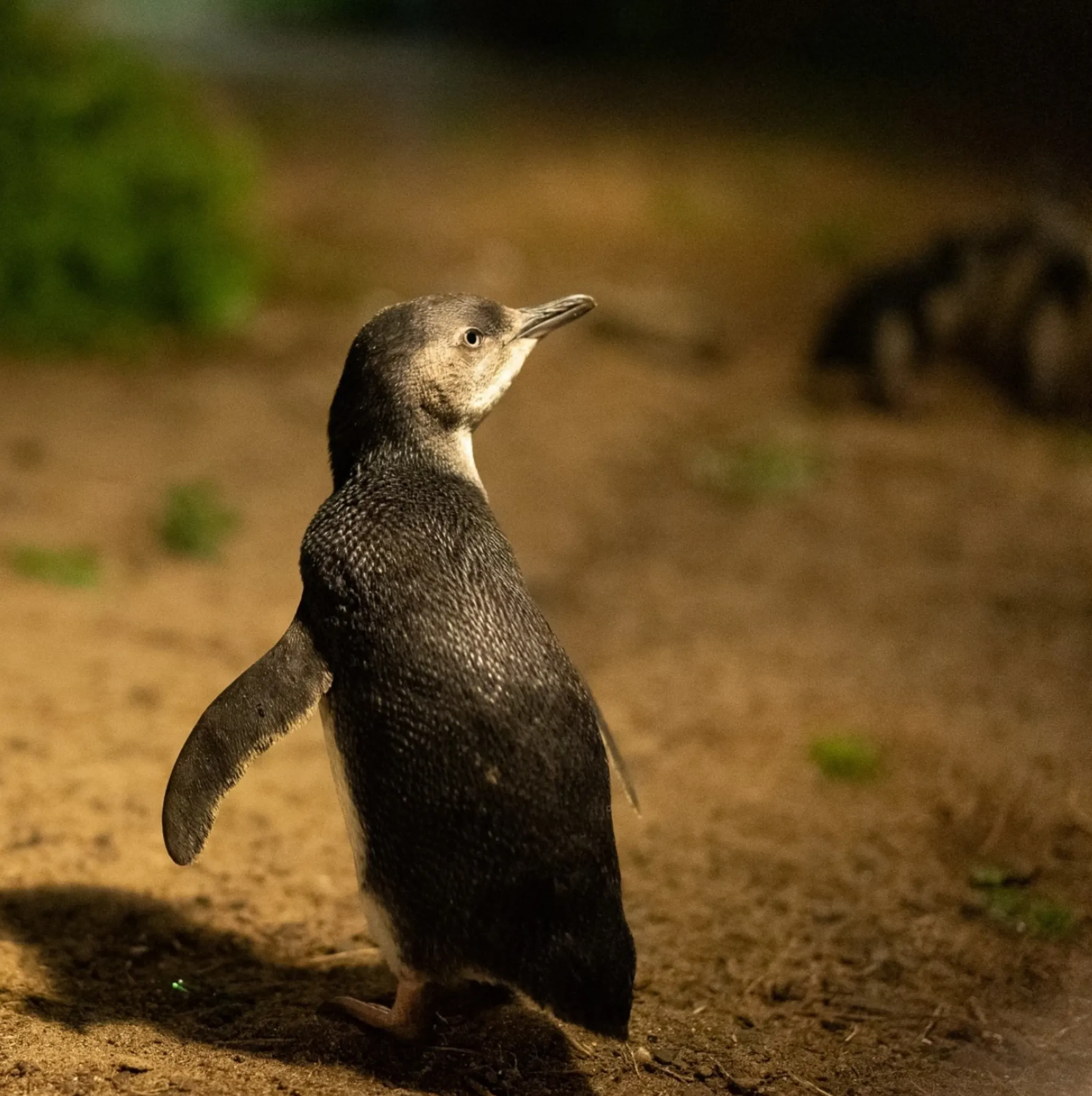 Phillip Island stargazing tours