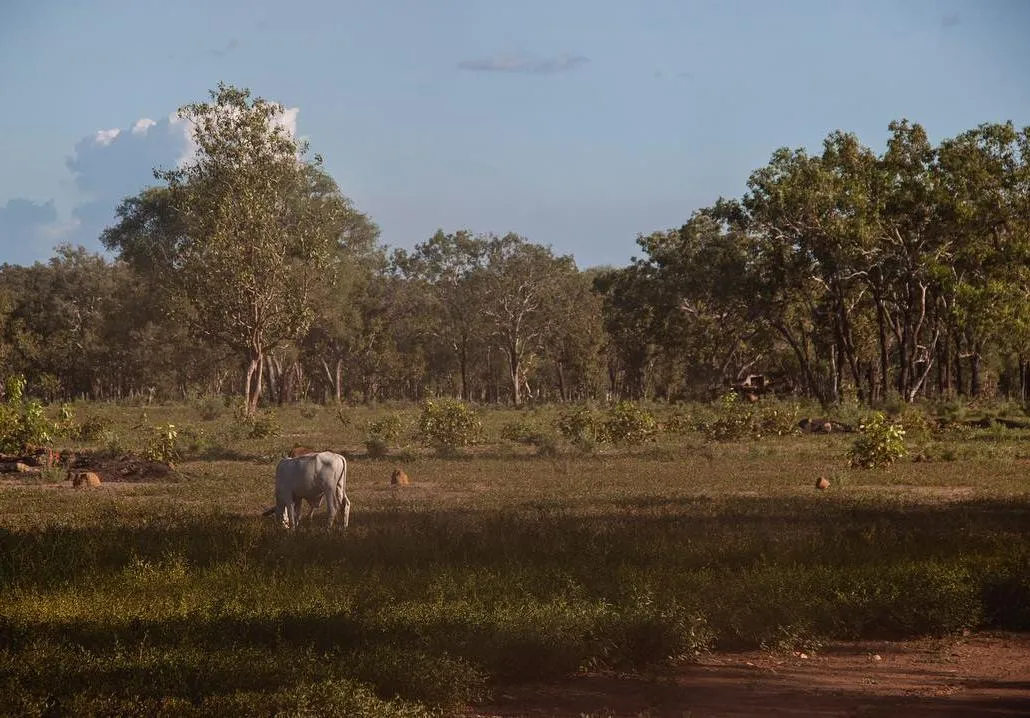 orphaned wildlife Australia